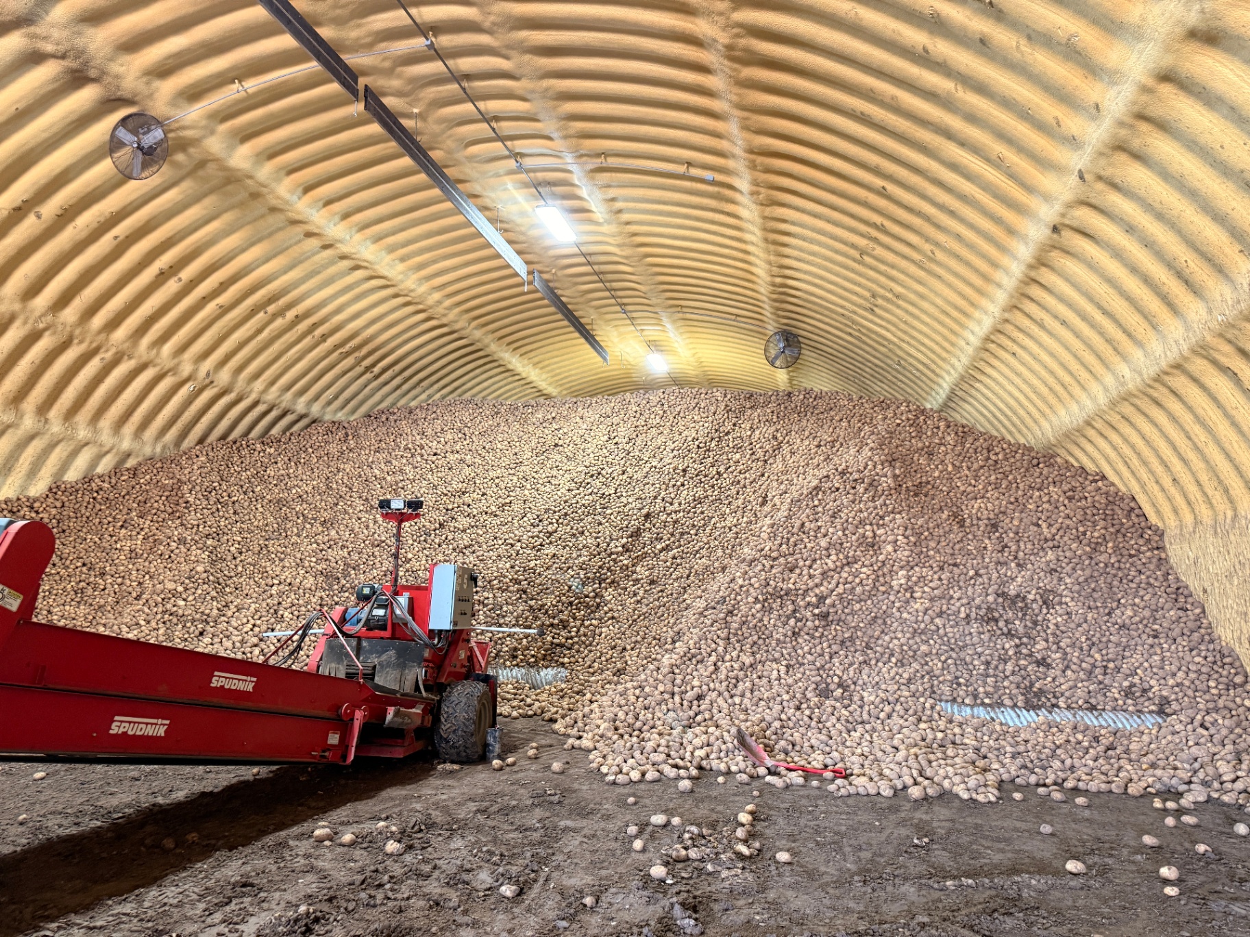 A massive pile of Idaho potatoes inside a storage warehouse with a Spudnik conveyor in the foreground